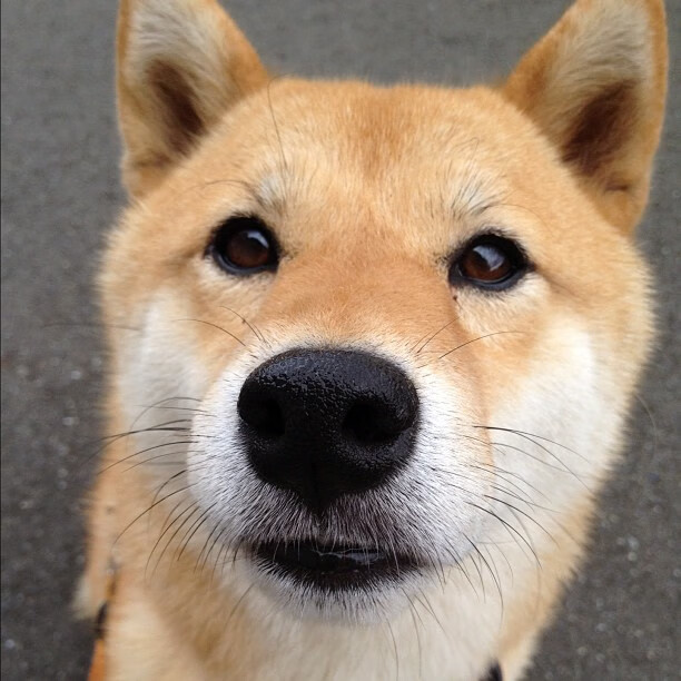 ayx-比利时马术队在2024年国际马术联合会障碍赛世界巡回赛中获得团体第六名,展现出色表现。