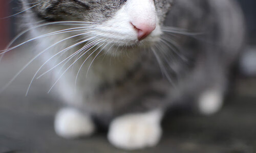 爱游戏体育app下载-切尔西双星反戈巴萨，引发交易风暴，切尔西绝杀巴萨