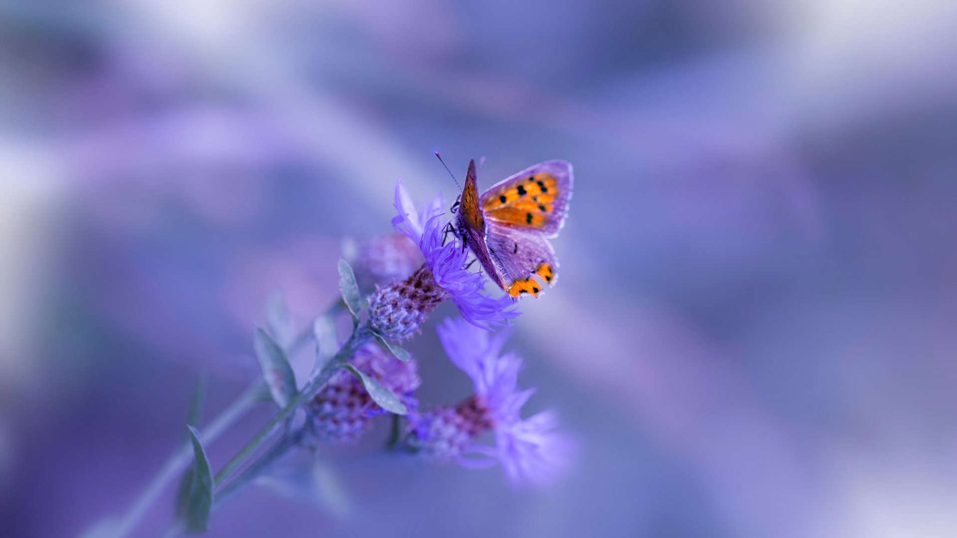 爱游戏体育app下载-切尔西双星反戈巴萨,引发交易风暴,切尔西绝杀巴萨