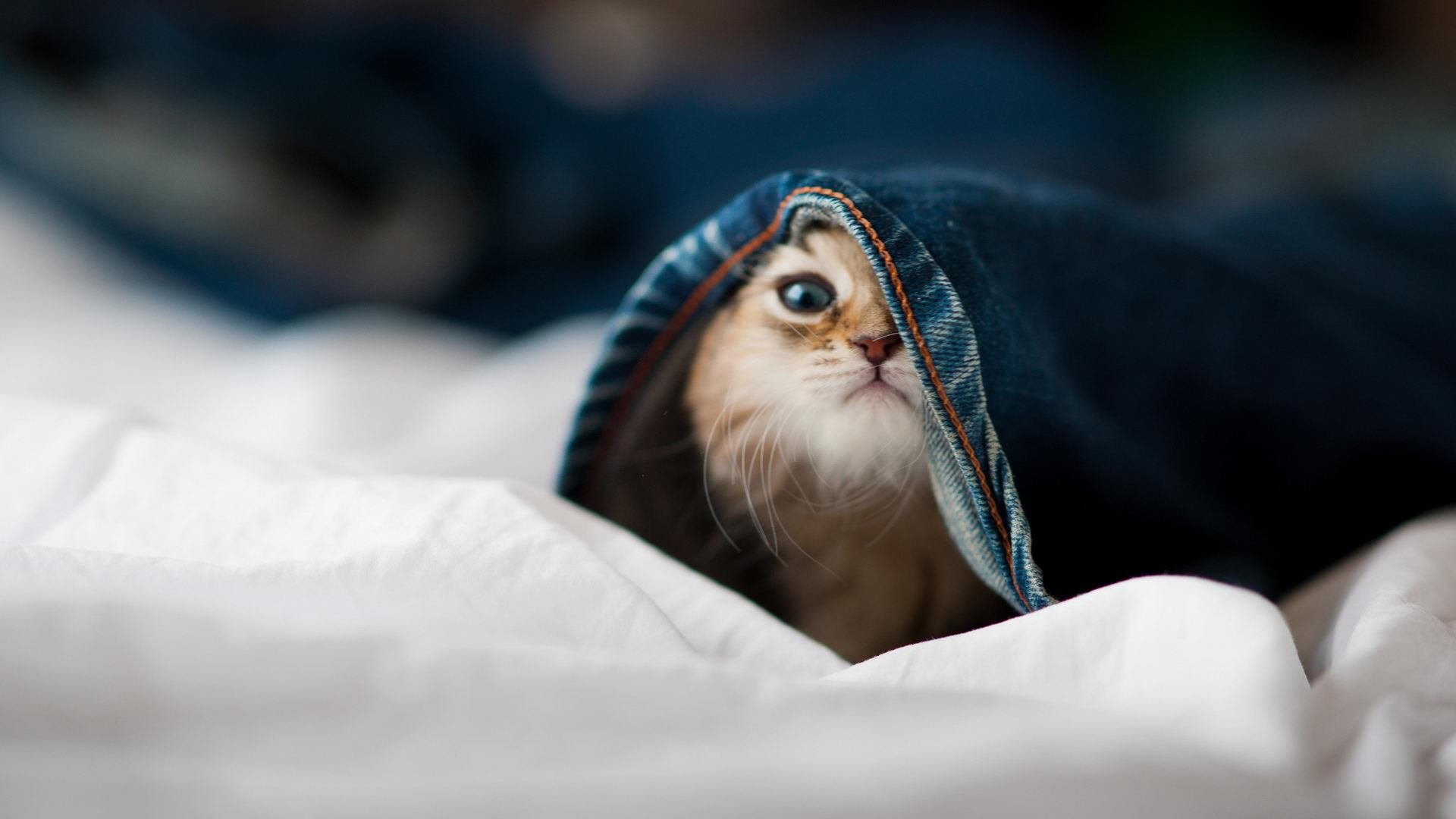 爱游戏体育app下载-切尔西双星反戈巴萨,引发交易风暴,切尔西绝杀巴萨