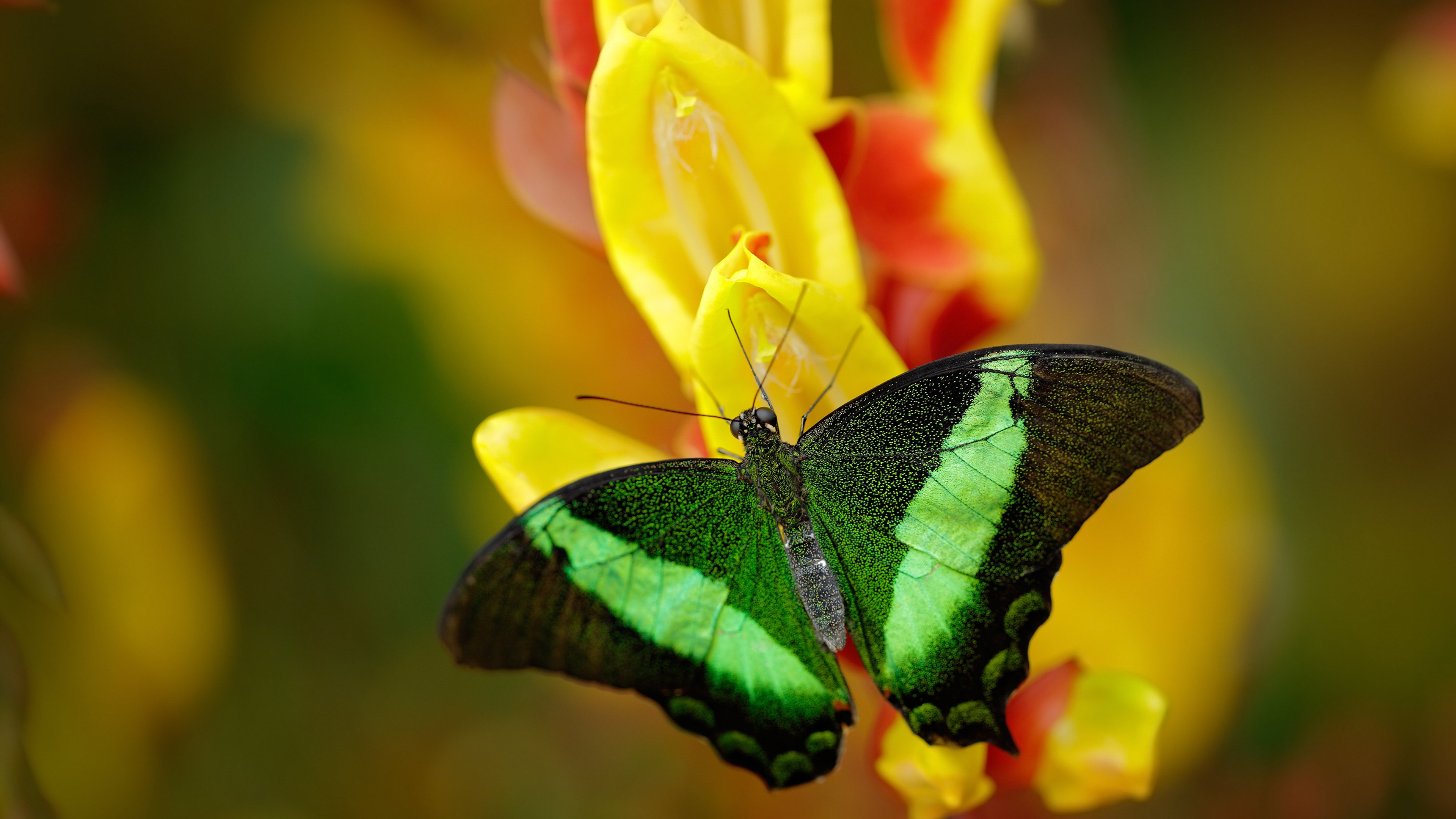 爱游戏官网-史上最激烈对决！杜塞尔多夫vs科隆擦出火花，杜塞尔多夫百科