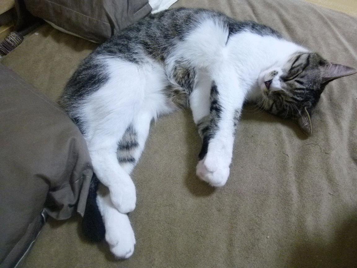 爱游戏登录入口-国际米兰防守端加强,国际米兰对手