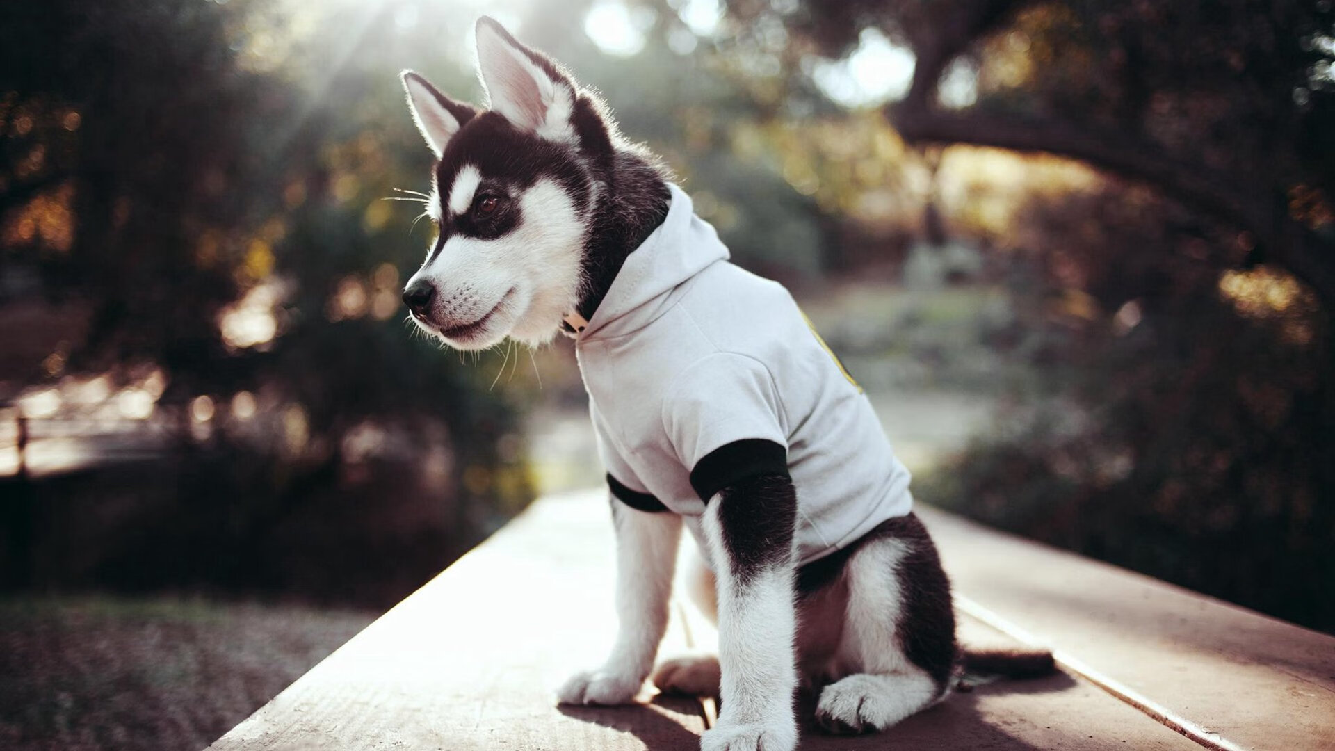 爱游戏全站-快船队外线火力强劲，多名球员连砍三分，快船球队球员