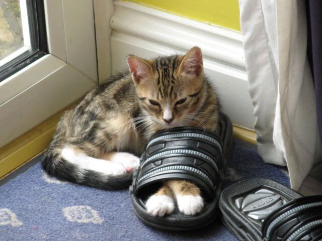 爱游戏全站-快船队外线火力强劲,多名球员连砍三分,快船球队球员