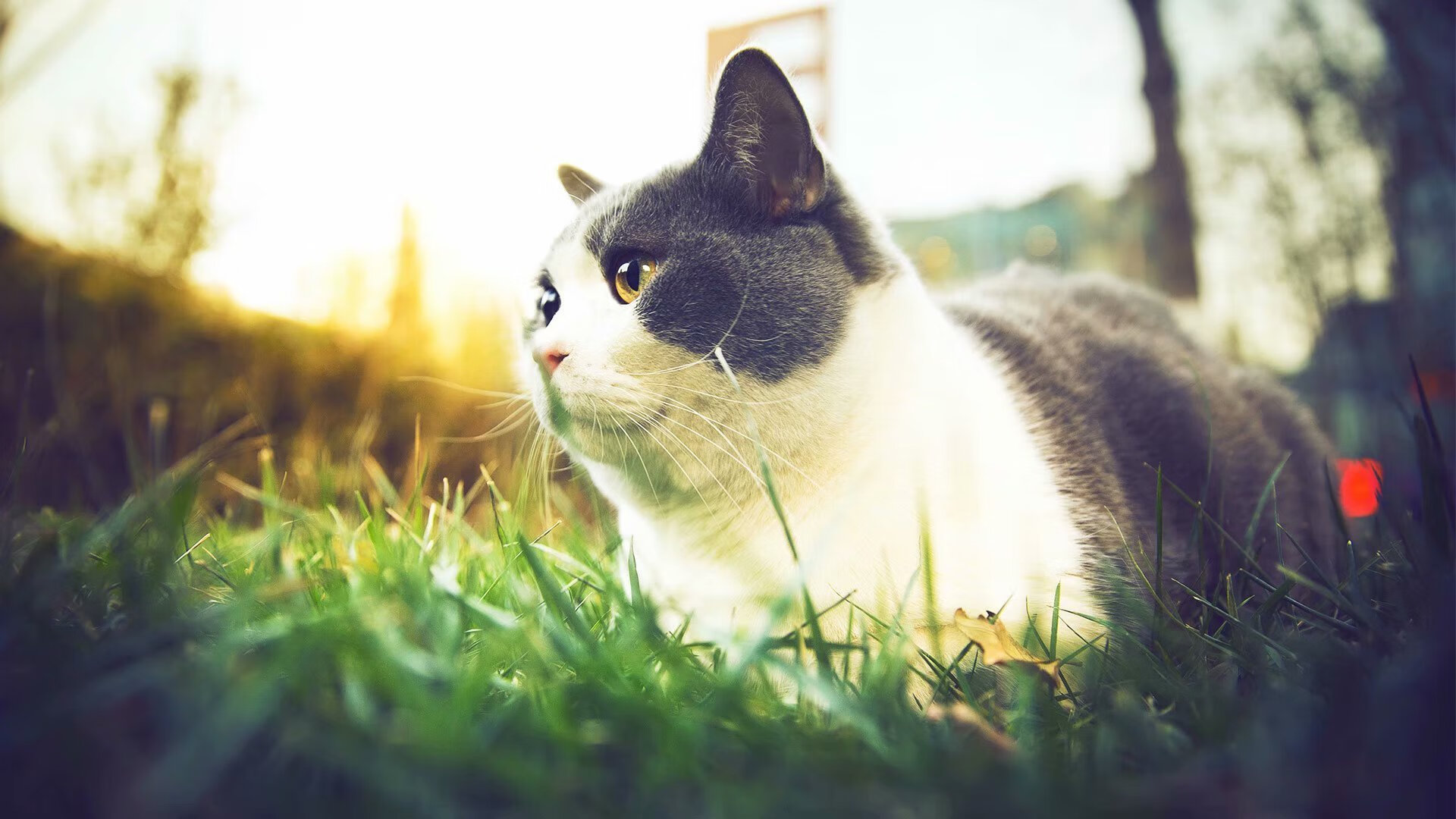 爱游戏正版-印度队在2024年世界杯中的全新阵容与出色表现，印度世界杯退赛